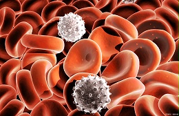 细胞遗传学实验方案-淋巴细胞微核测定方法