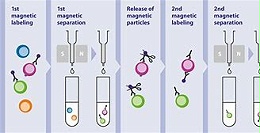 一种高效细胞分离方法—外周血嗜碱粒细胞磁珠分选法