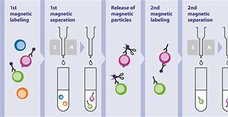 磁珠分选流程