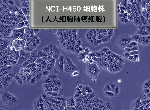 h460细胞株