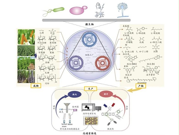 合成生物学