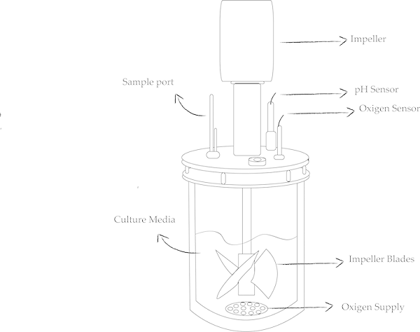 不锈钢搅拌生物反应器