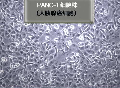 panc-1细胞