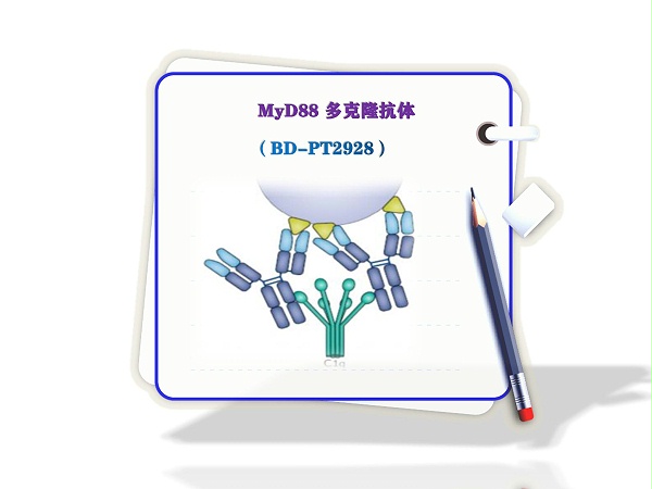 MyD88-多克隆抗体-MyD88 Polyclonal Antibody