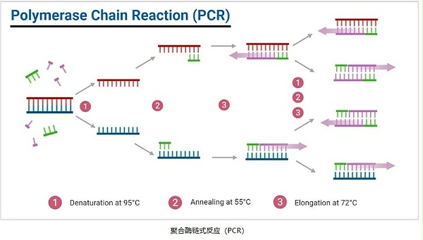 PCR