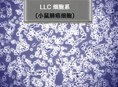 LLC细胞