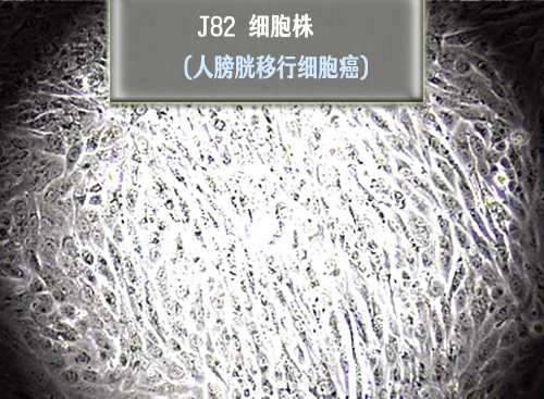 J82细胞