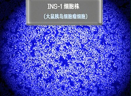 INS-1​细胞