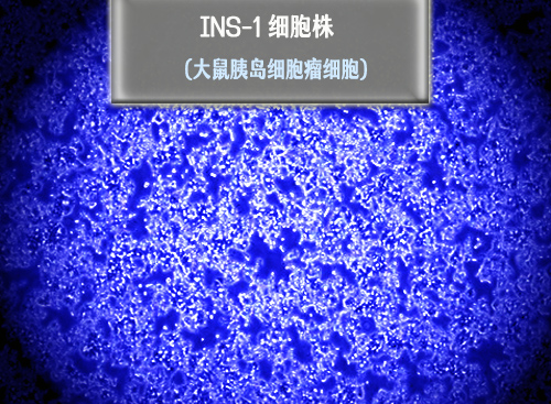 INS-1细胞