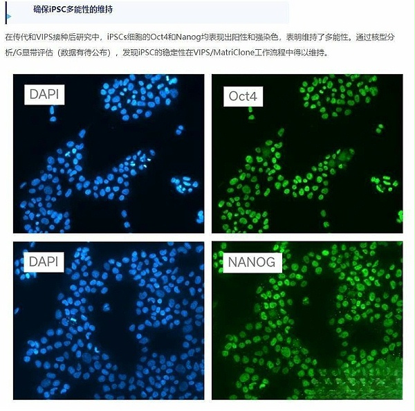 MatriClone基质胶价格