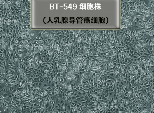 BT549细胞