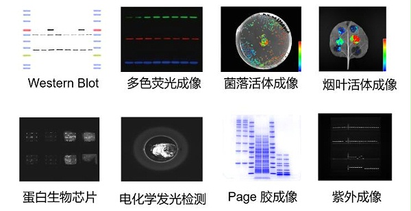 凝胶成像系统应用