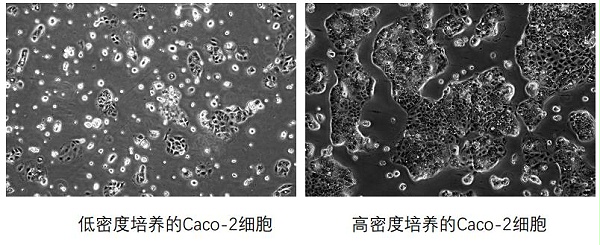 CACO2细胞