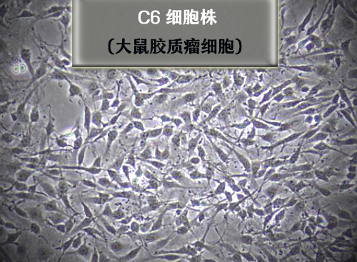 C6细胞​-大鼠胶质瘤细胞​