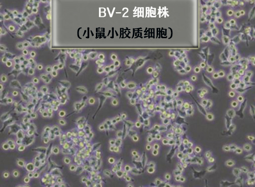 bv2小胶质细胞
