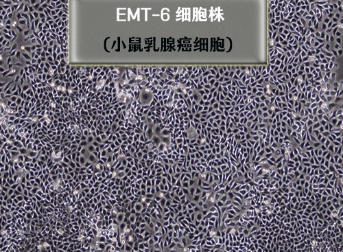 EMT-6细胞-小鼠乳腺癌细胞