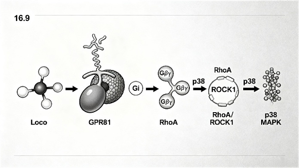 乳酸与癌症 乳酸与癌症