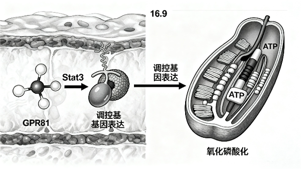 乳酸分析仪与癌症 乳酸分析仪与癌症