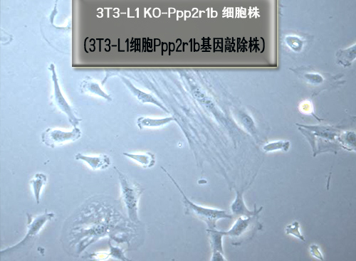 3t3-L1细胞