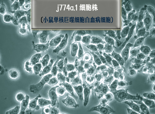 j774a.1细胞