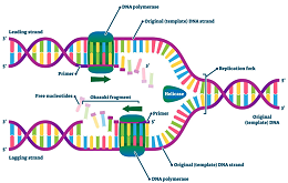 什么是Taq DNA 聚合酶|热稳定 PCR 酶的应用及选购指南