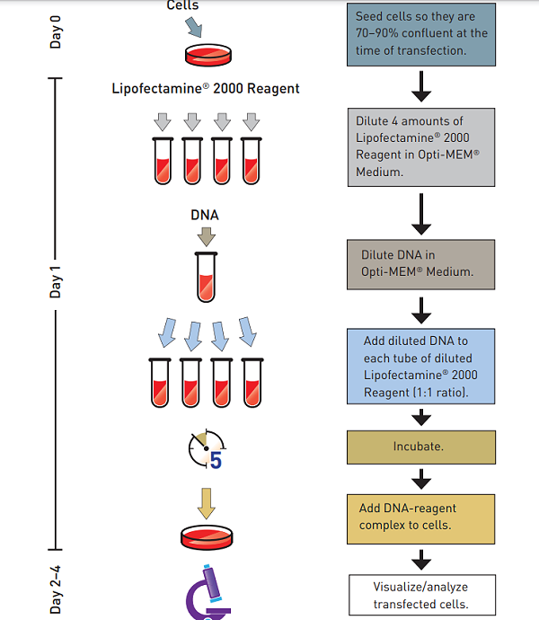 LIP2000细胞转染步骤