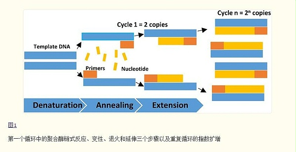 PCR仪反应步骤