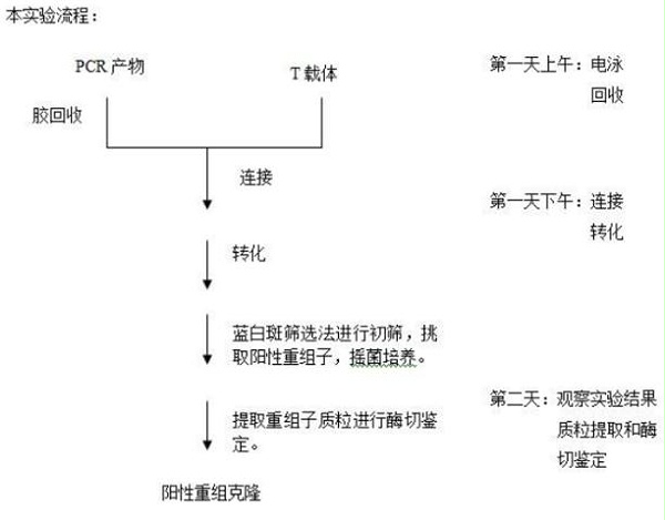 PCR流程图