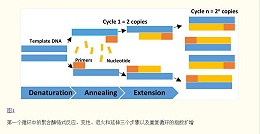 荧光定量PCR 反应体系与反应条件全解析