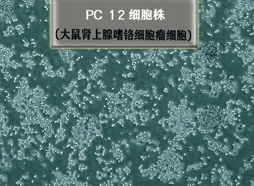 PC-12细胞株